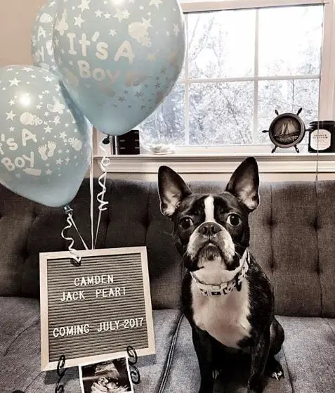 gender reveals with dogs