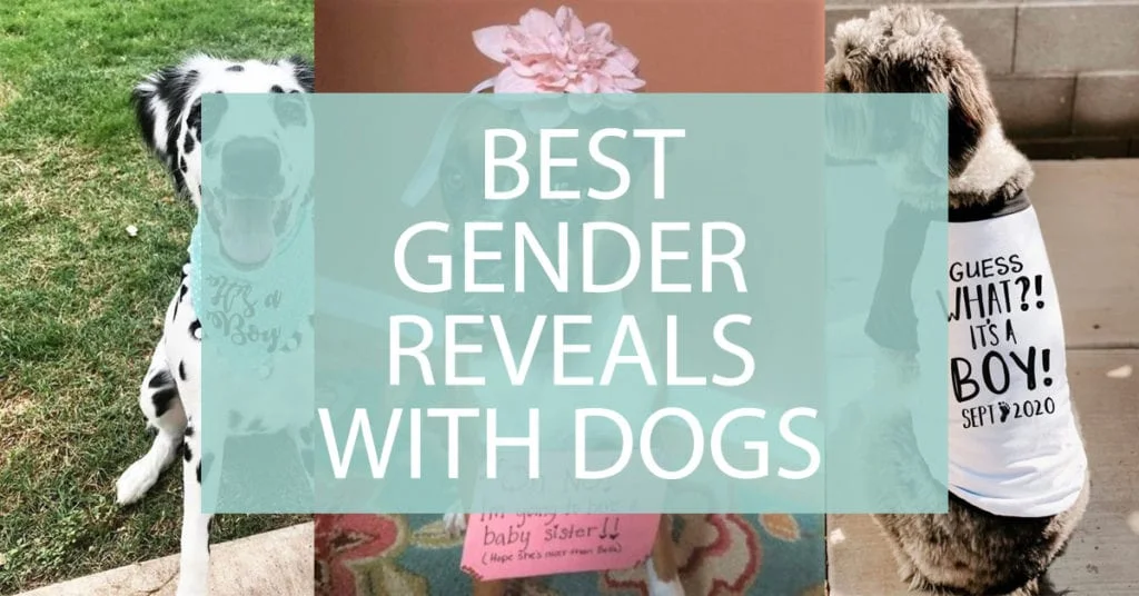 gender reveals with dogs