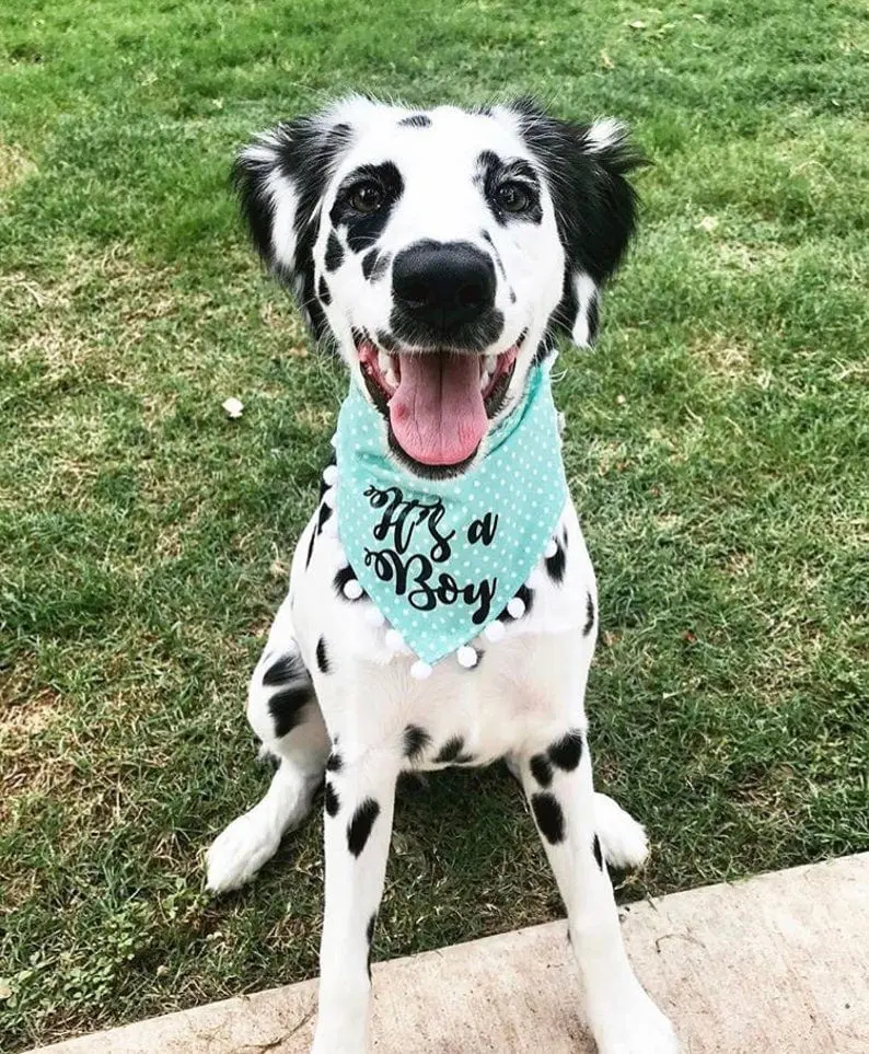 dog gender reveal with bandana