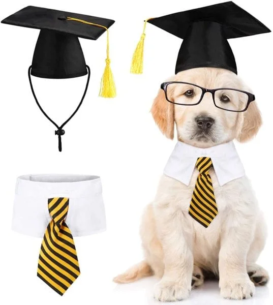 dog graduating to big brother