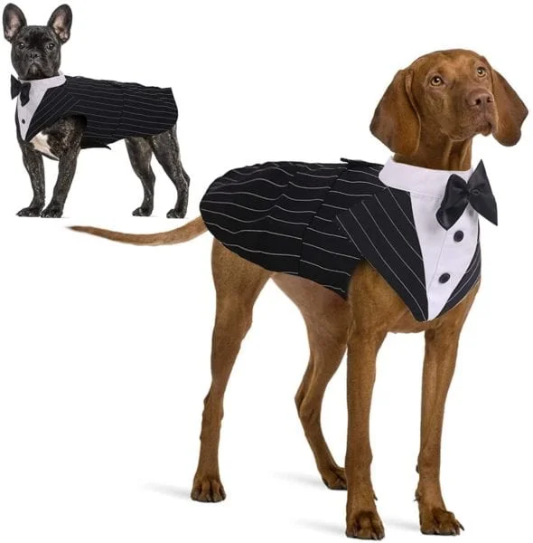 dog tuxedo for gender reveal
