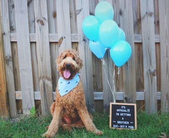 gender reveal with dog