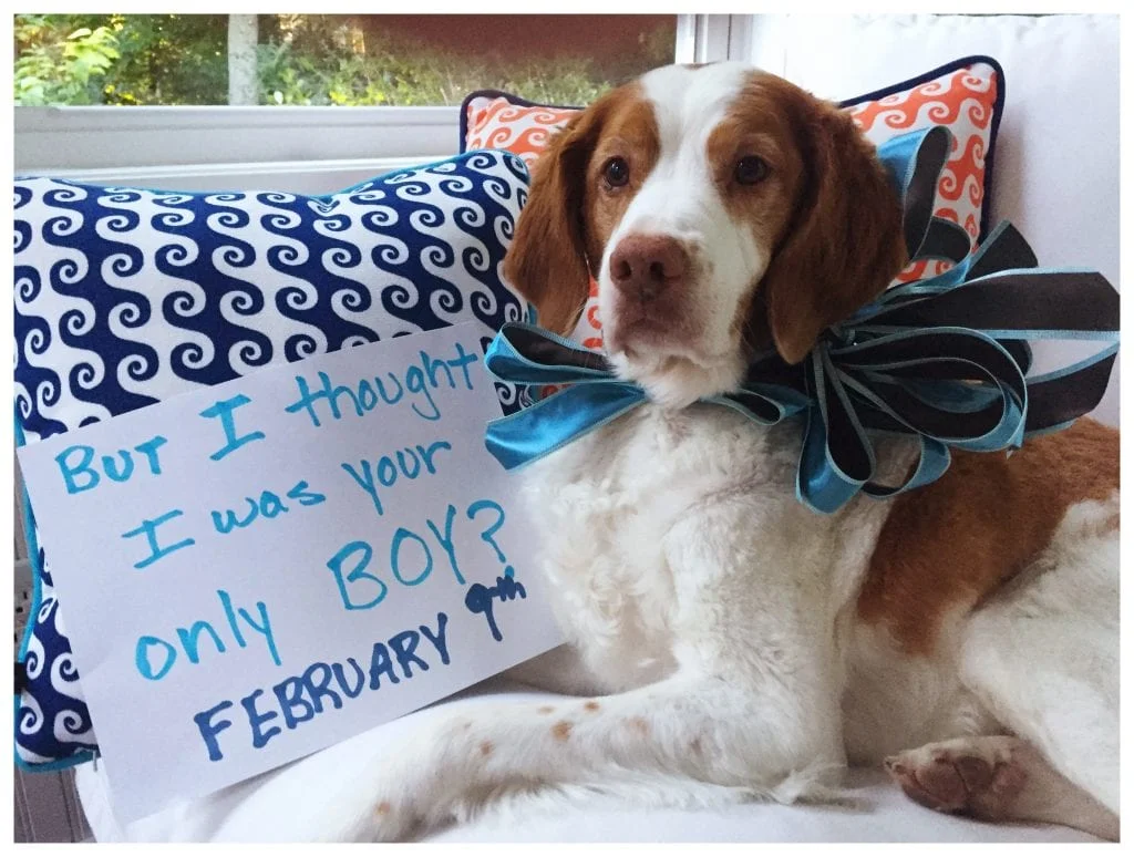 gender reveal with dogs