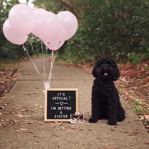 gender reveal with dog and balloons