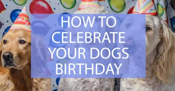 how to celebrate your dogs birthday