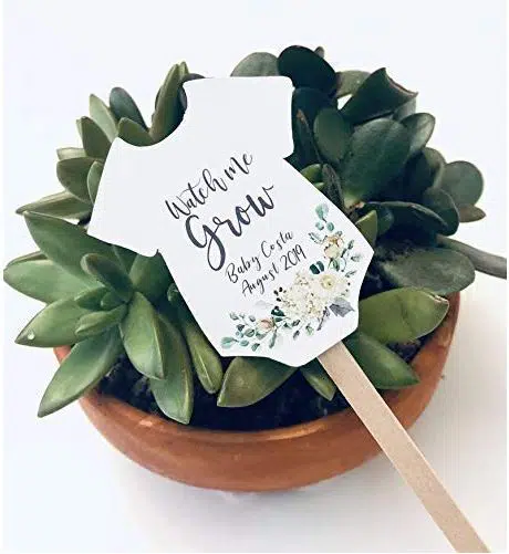 watch me grow succulents